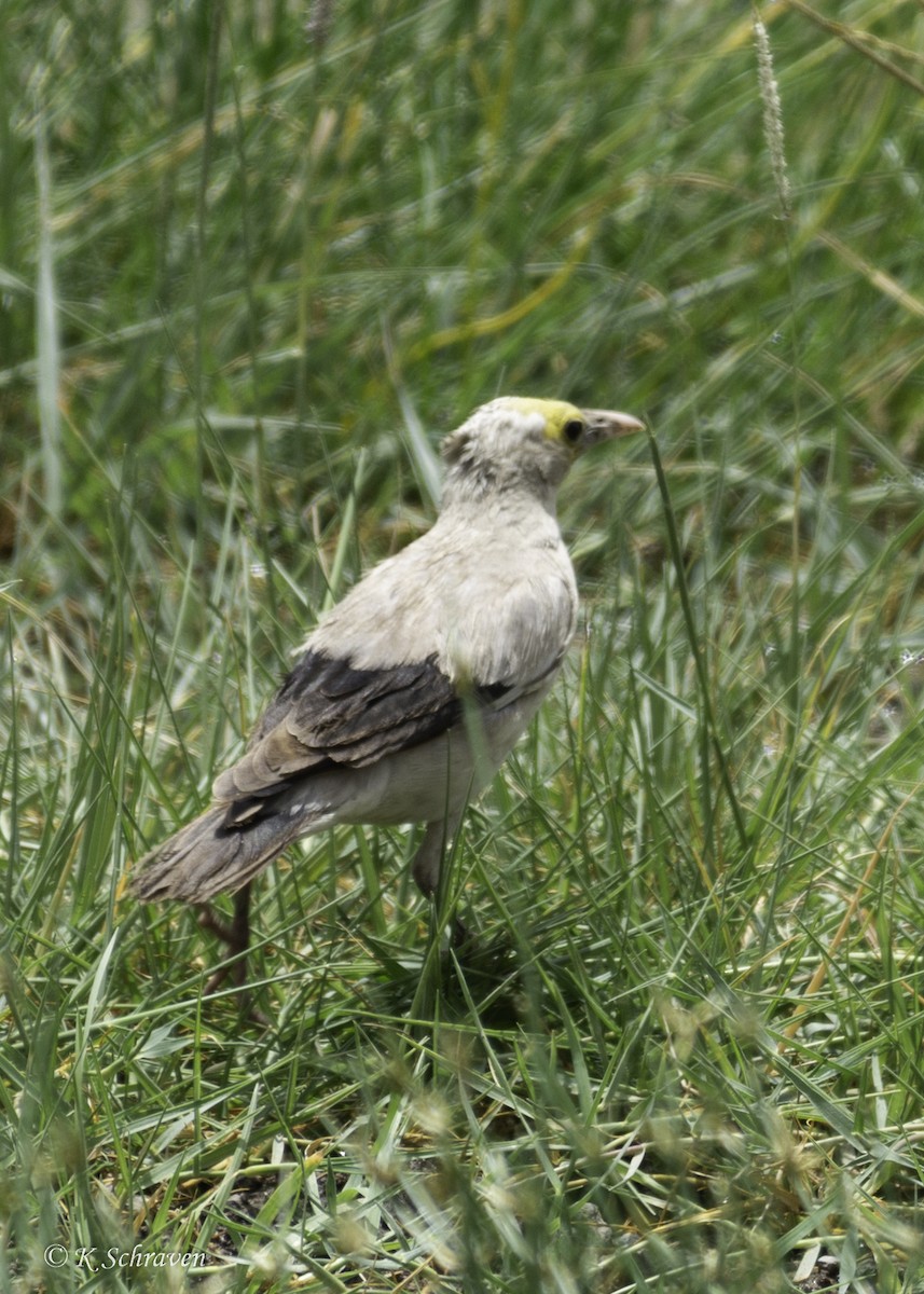Wattled Starling - ML638646780
