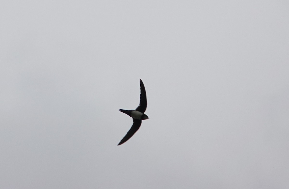 Alpine Swift - ML638646782