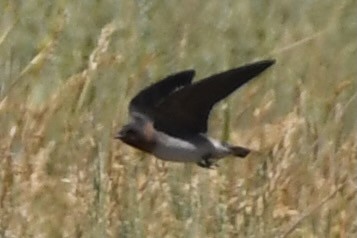Cliff Swallow - ML638646804