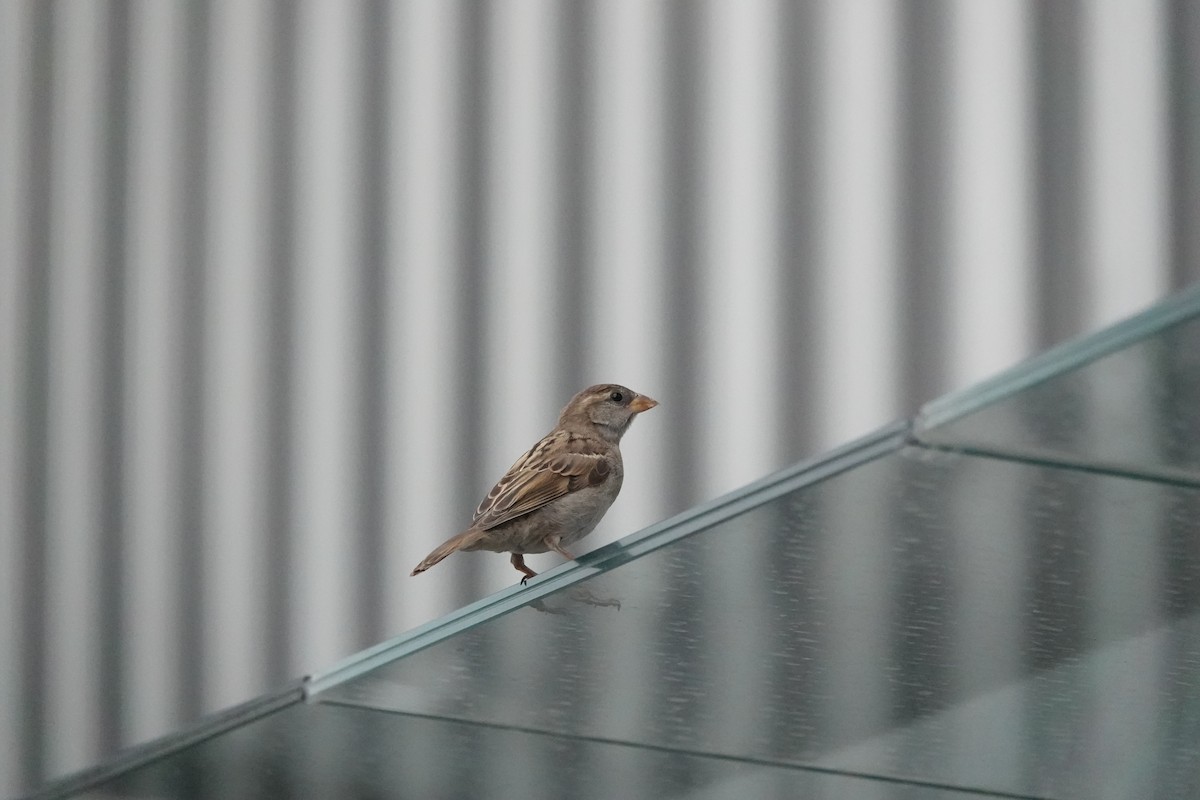 House Sparrow - ML638646805