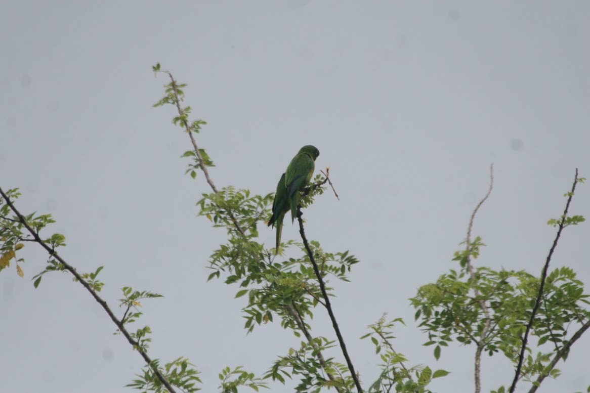 Olive-throated Parakeet - ML638646808
