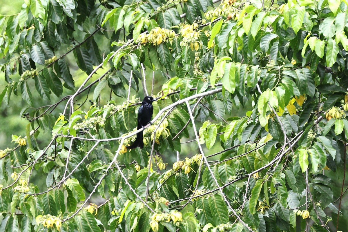 Hair-crested Drongo - ML638646826