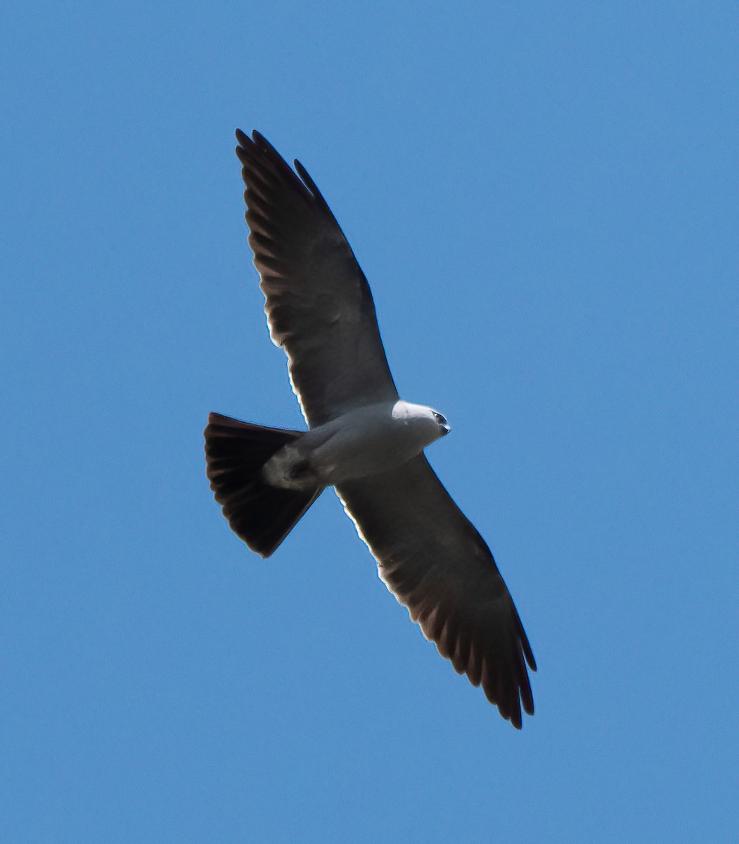 Mississippi Kite - ML638646879