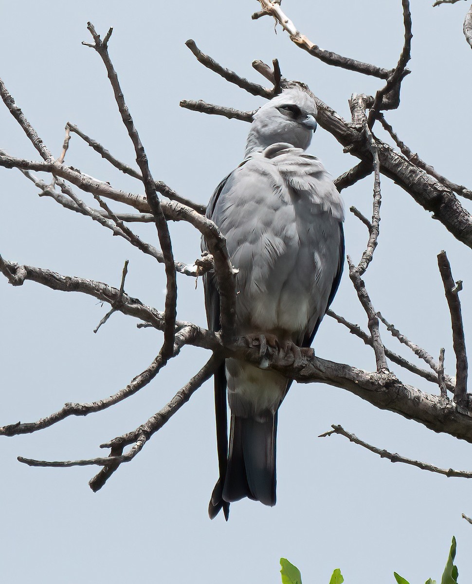 Mississippi Kite - ML638646880