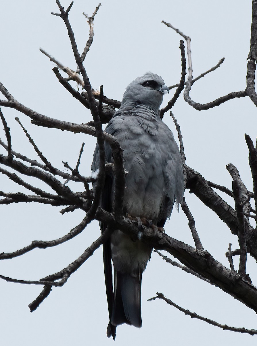 Mississippi Kite - ML638646881