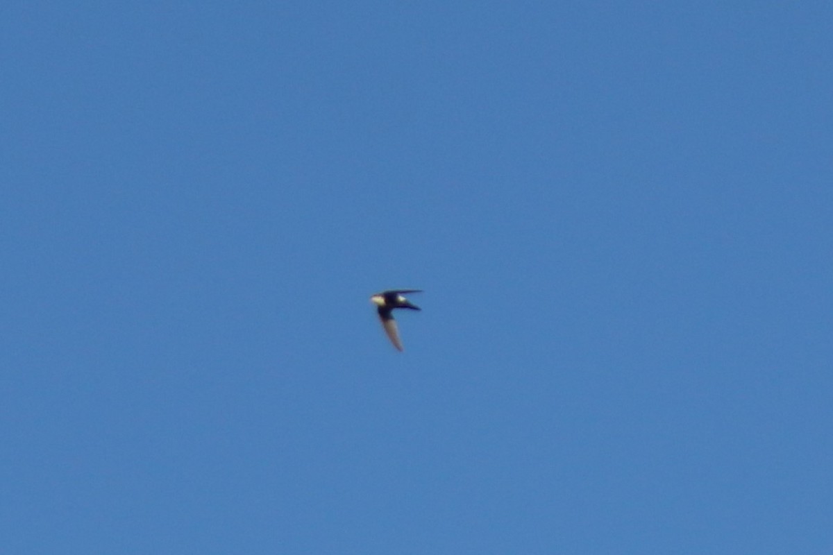White-throated Swift - ML638646888
