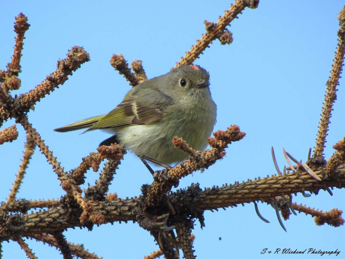 Ruby-crowned Kinglet - ML638646898
