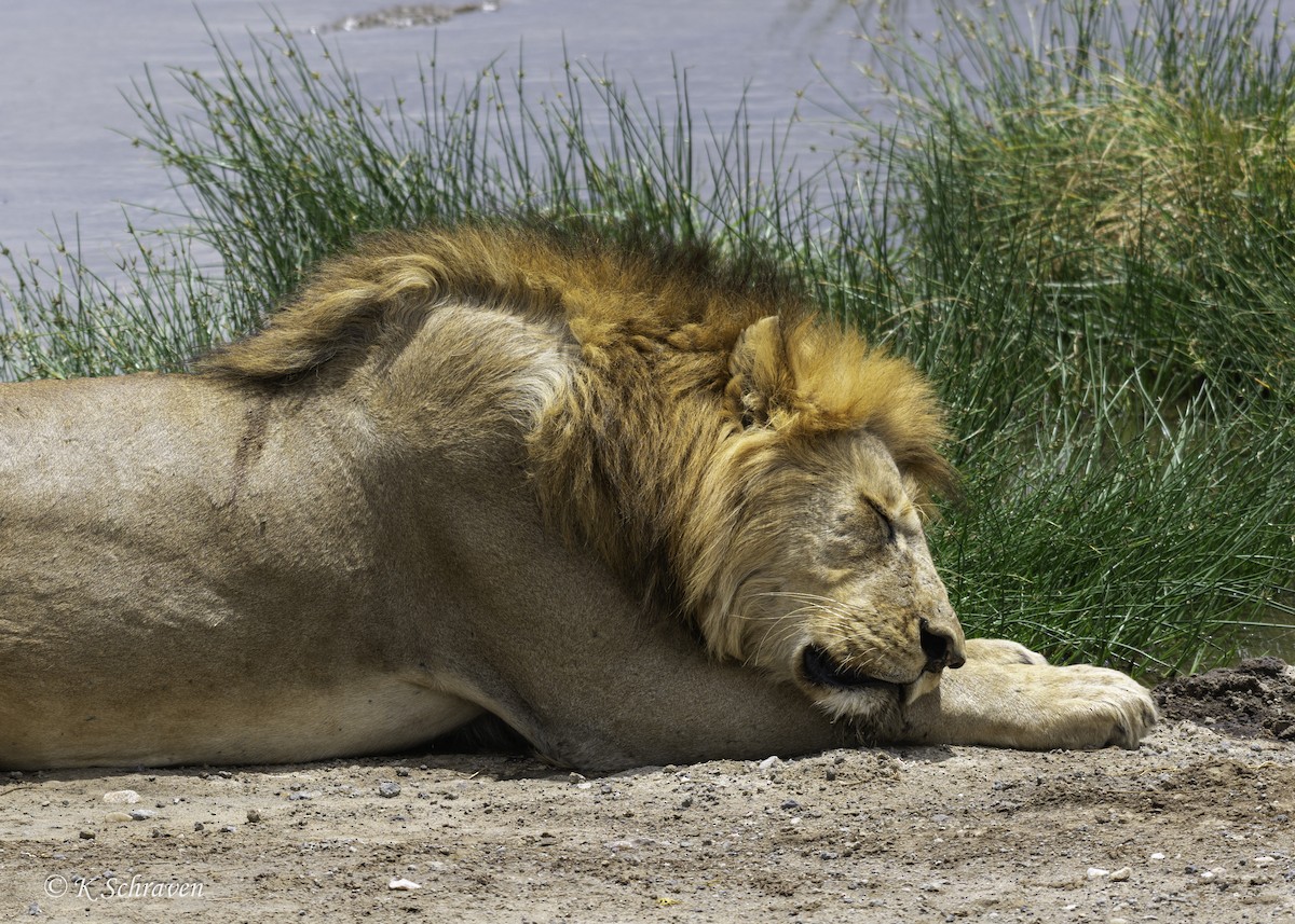 Lion - ML638646948