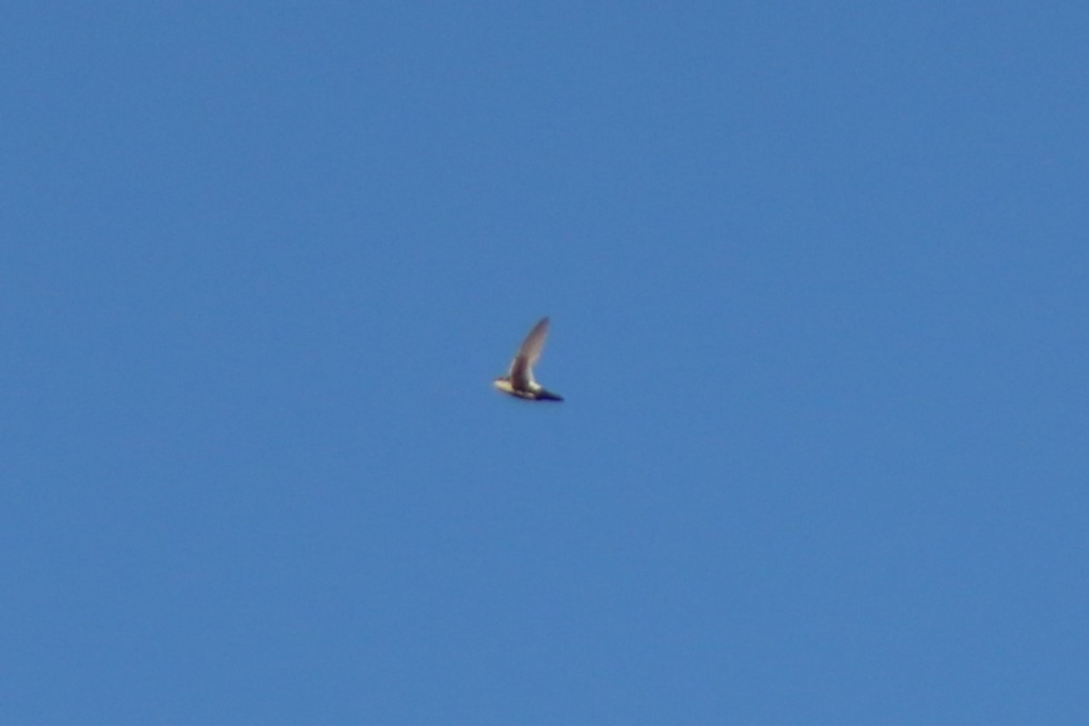 White-throated Swift - ML638646958