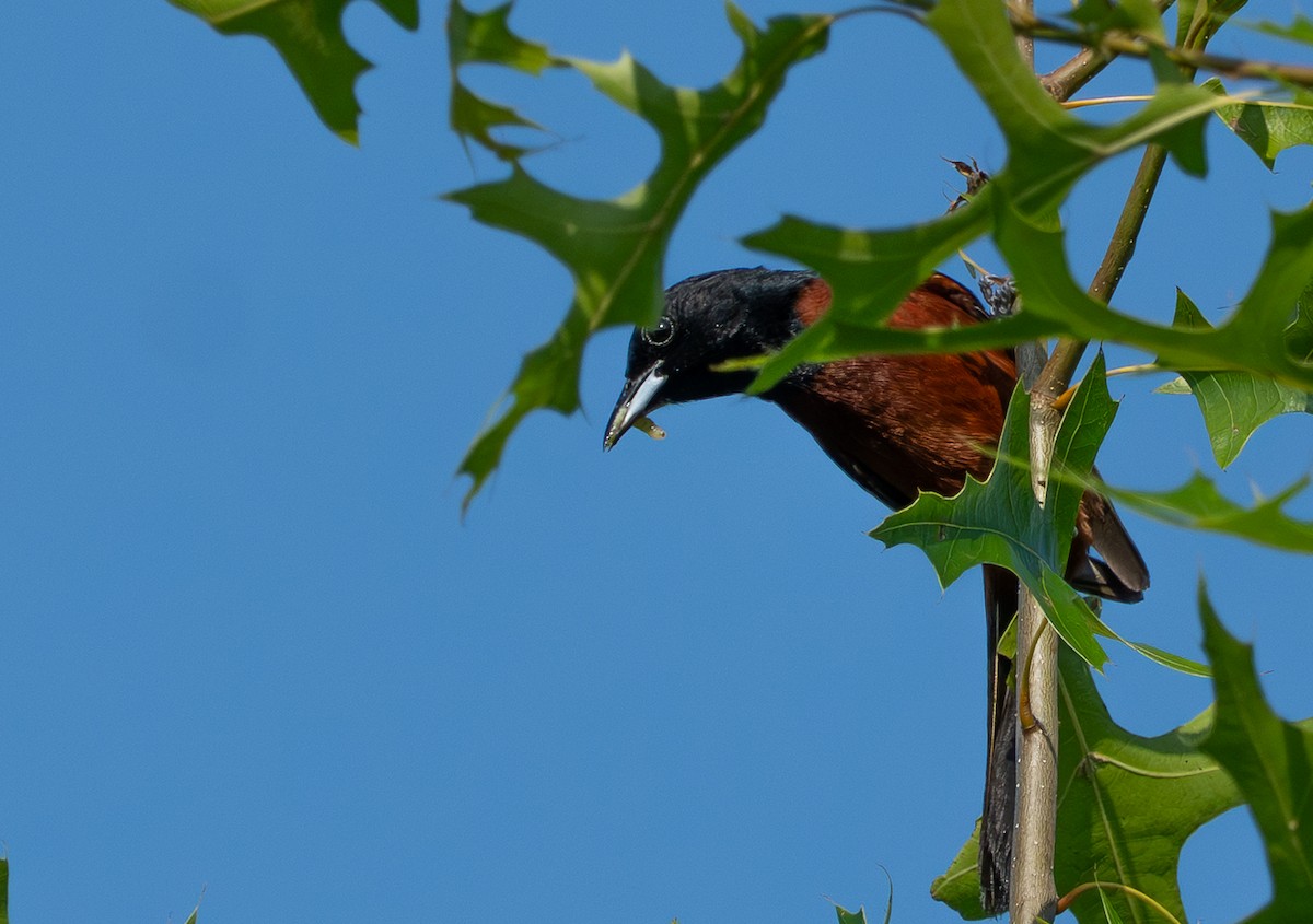 Orchard Oriole - ML638646964