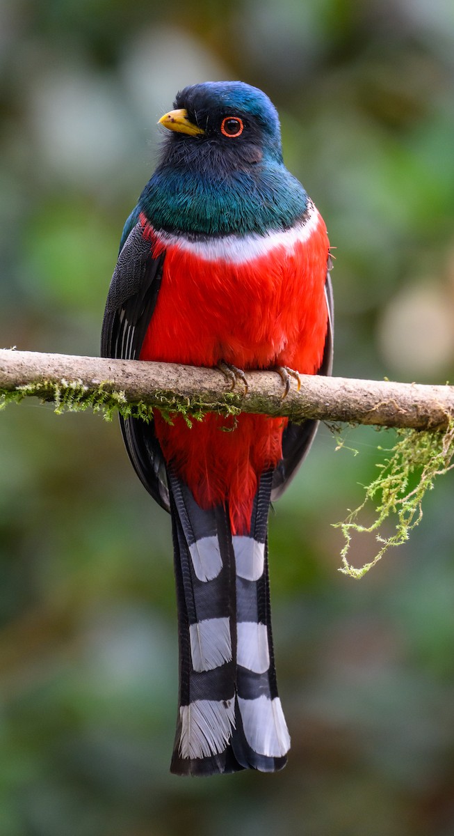 Masked Trogon - ML638646969