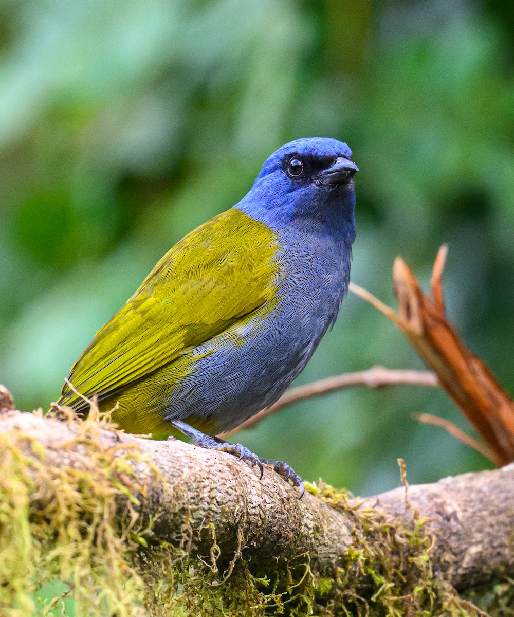 Blue-capped Tanager - ML638646997