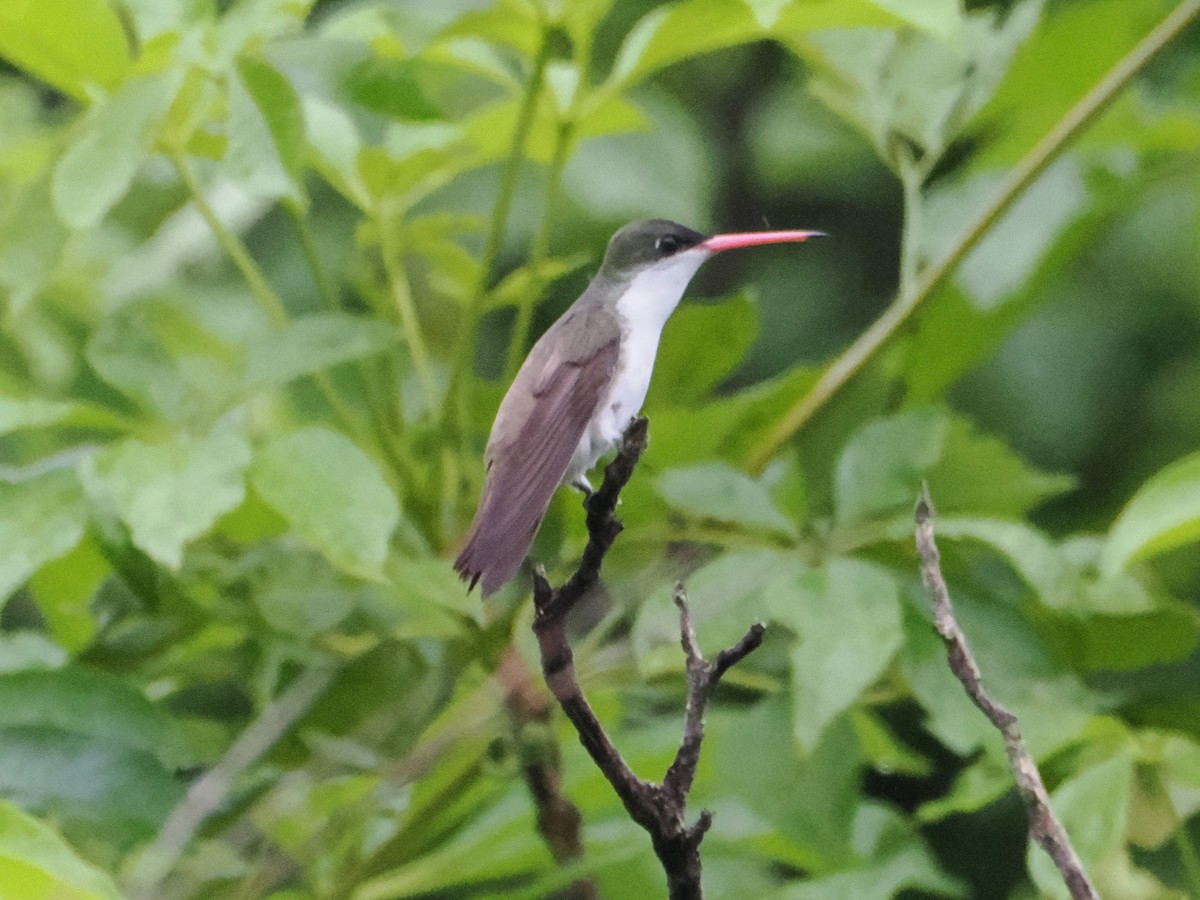 Green-fronted Hummingbird (Green-fronted) - ML638647004
