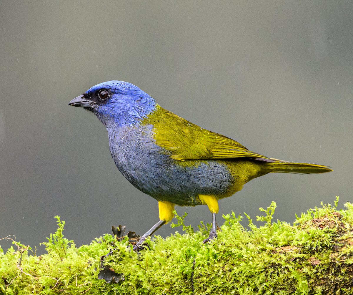 Blue-capped Tanager - ML638647024