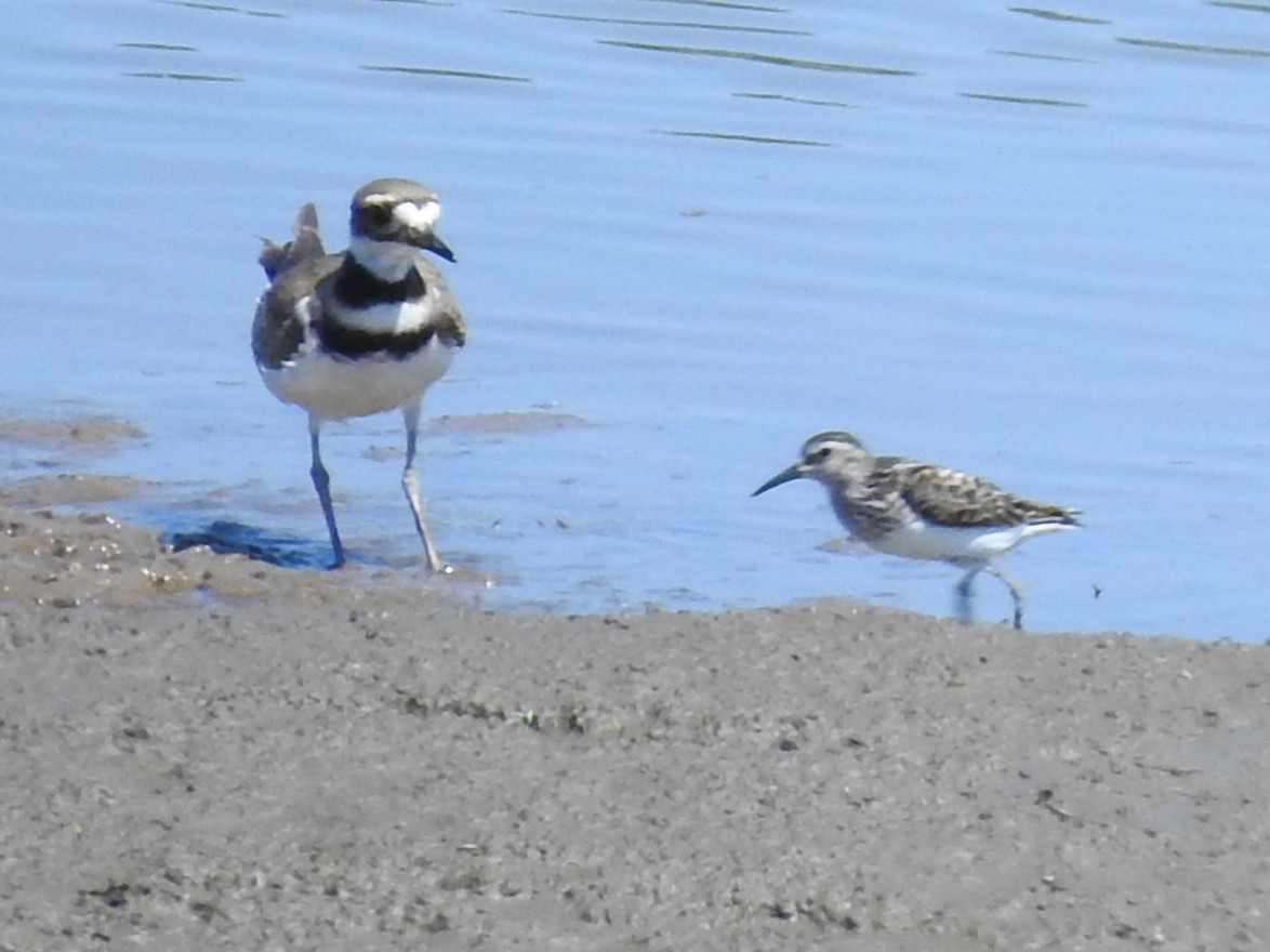 Least Sandpiper - ML638647029