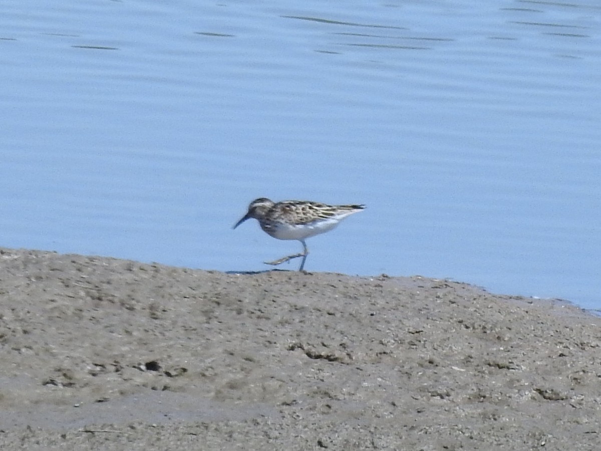 Least Sandpiper - ML638647030