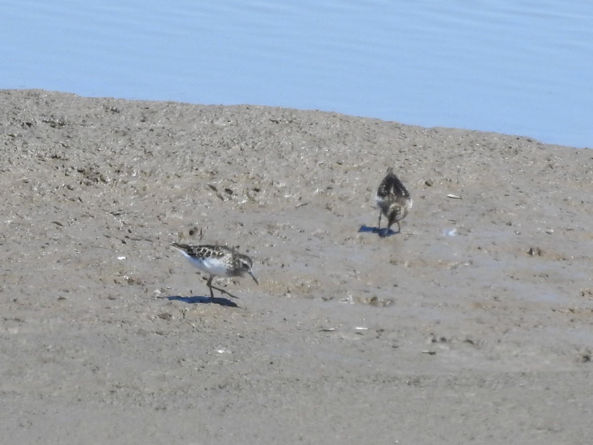 Least Sandpiper - ML638647031