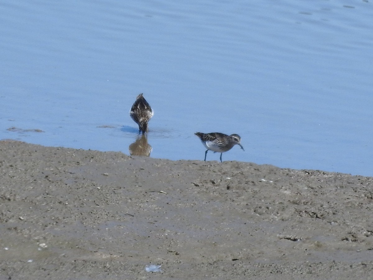 Least Sandpiper - ML638647033