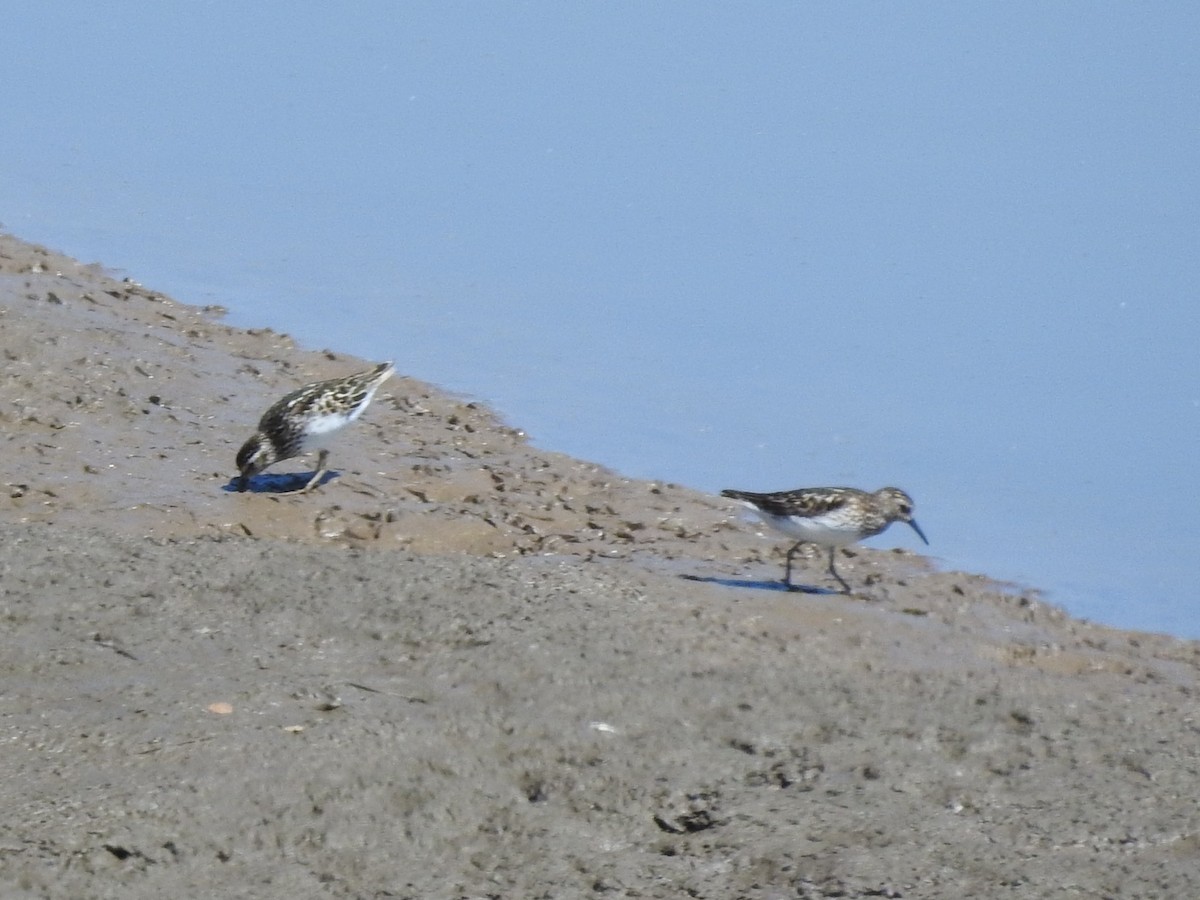 Least Sandpiper - ML638647034