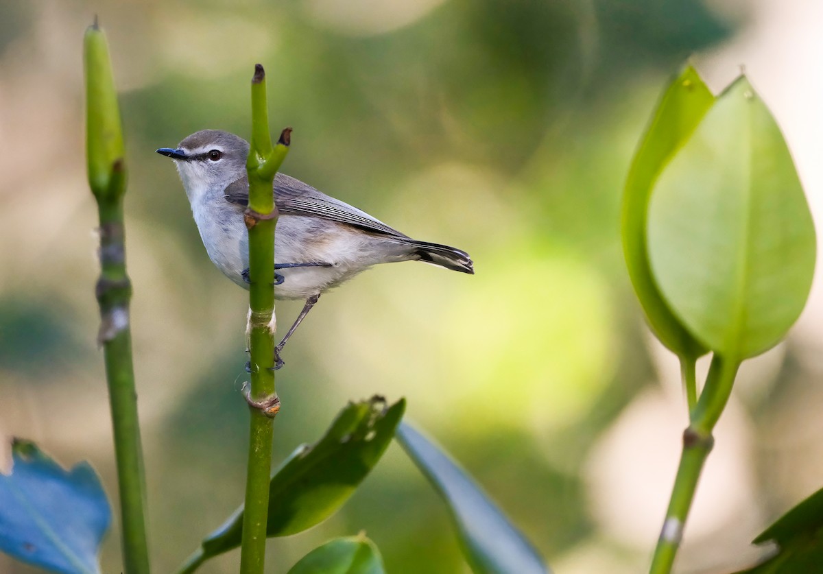 Mangrove Gerygone - ML638647052