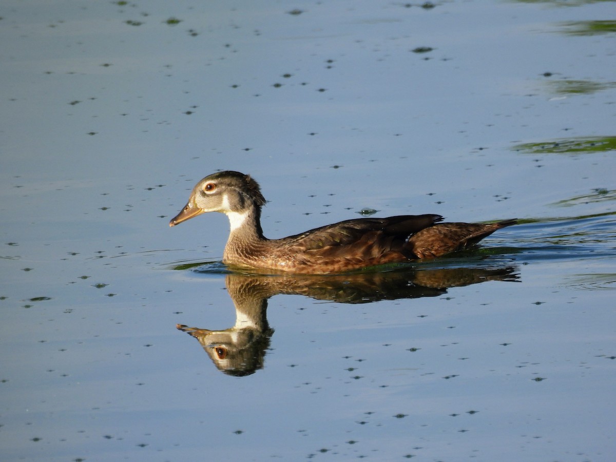 Canard branchu - ML638647066