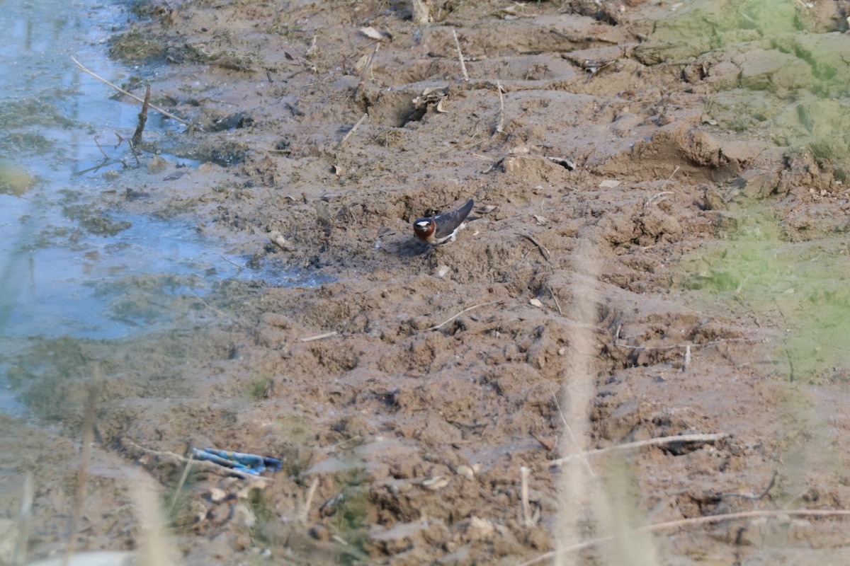 Cliff Swallow - ML638647084