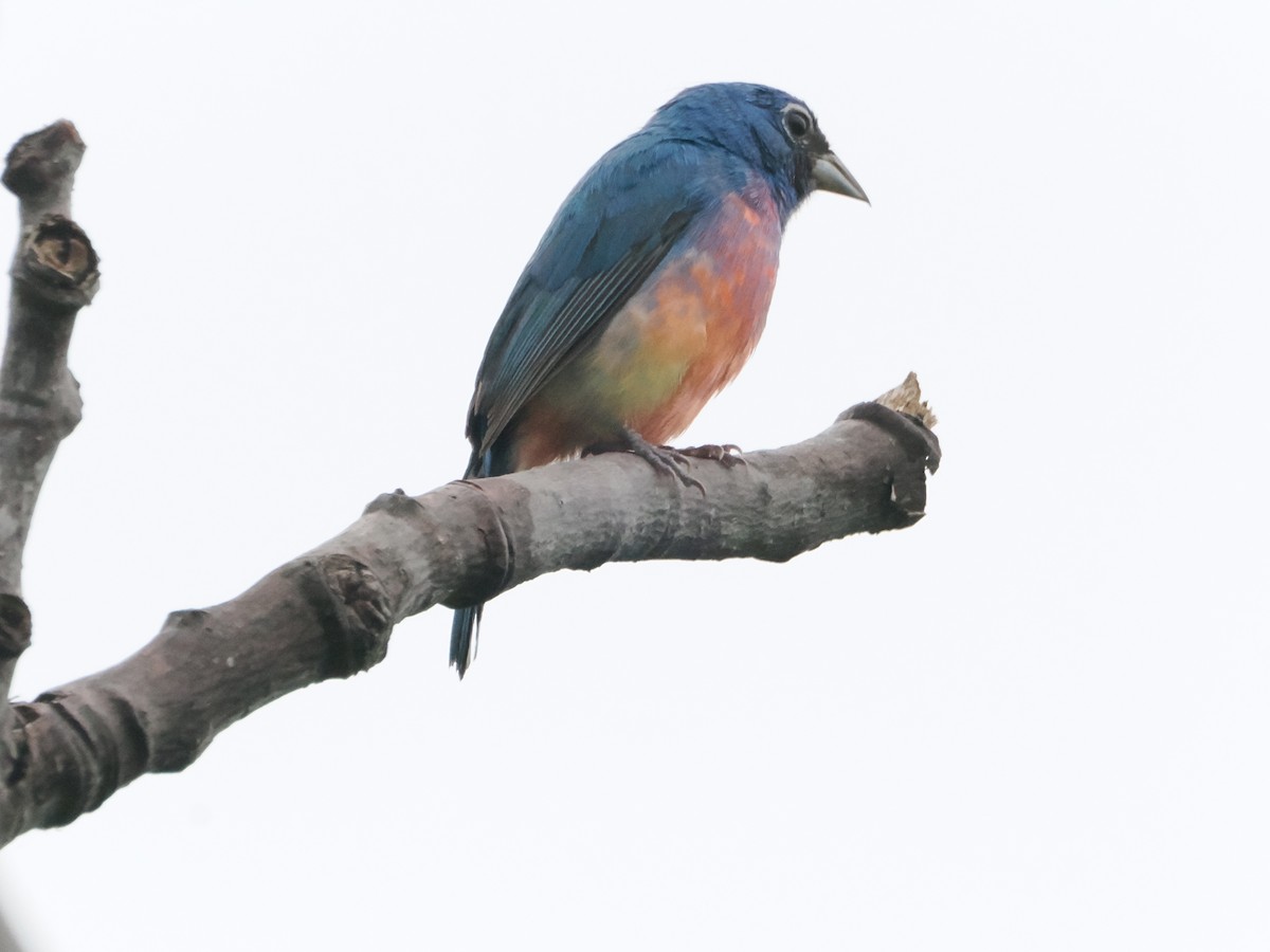 Rose-bellied Bunting - ML638647087