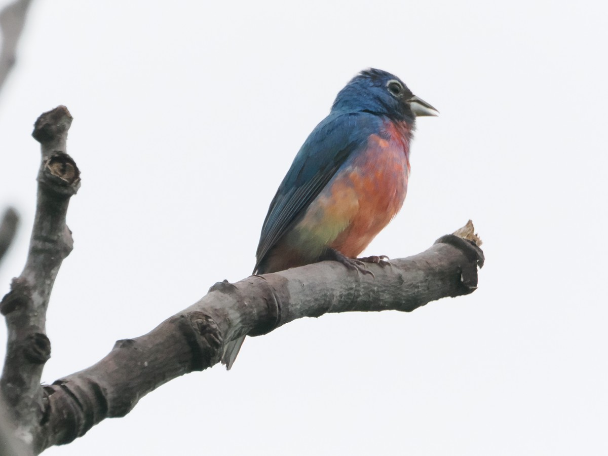 Rose-bellied Bunting - ML638647088