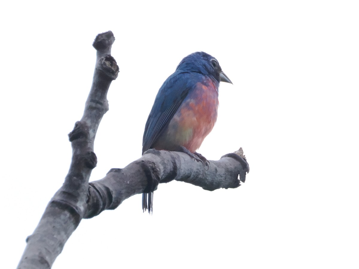 Rose-bellied Bunting - ML638647089
