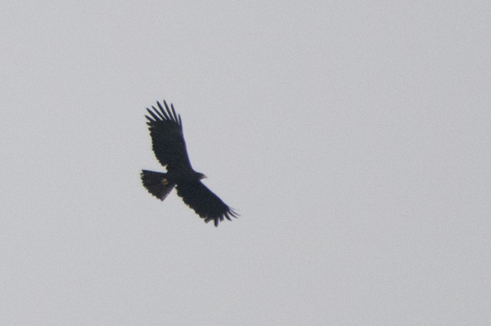 Black Eagle - ML638647110