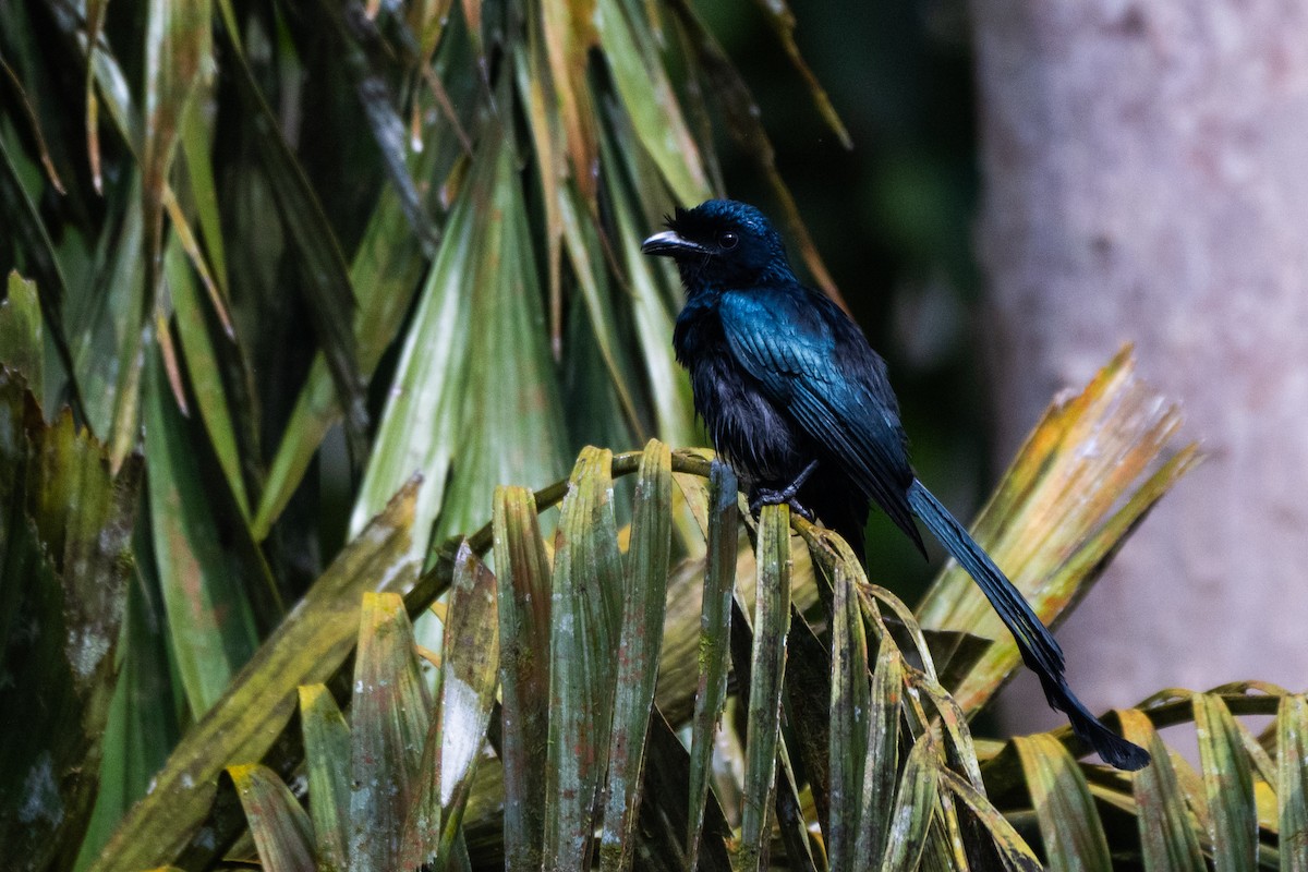 Sri Lanka Drongo - ML638647115