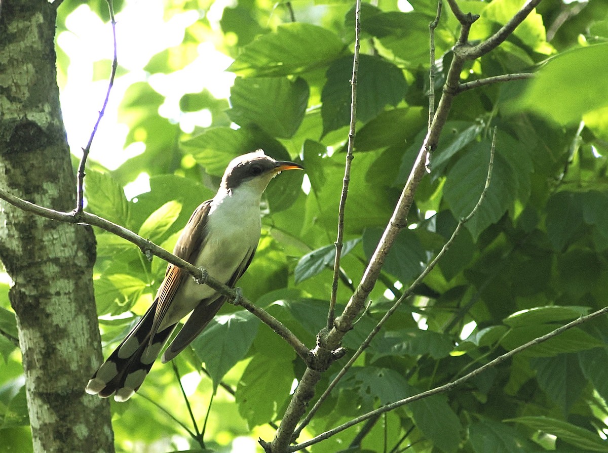 Yellow-billed Cuckoo - ML638647129