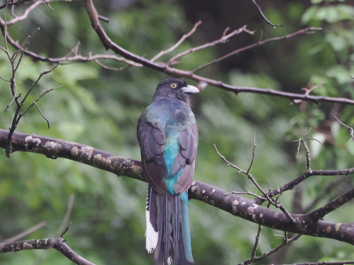 trogon žlutobřichý - ML638647166