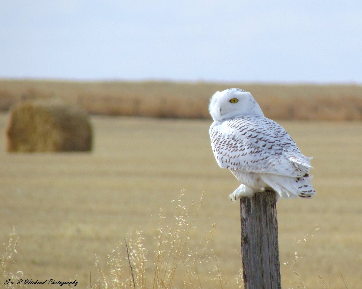 Snowy Owl - ML638647168