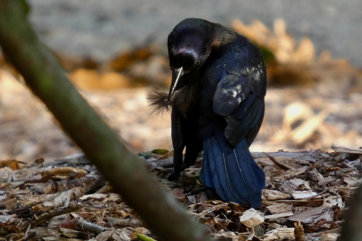 Common Grackle - ML638647179