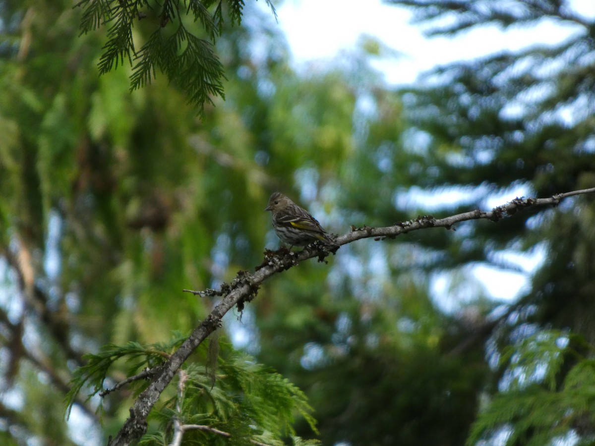 Pine Siskin - ML638647182