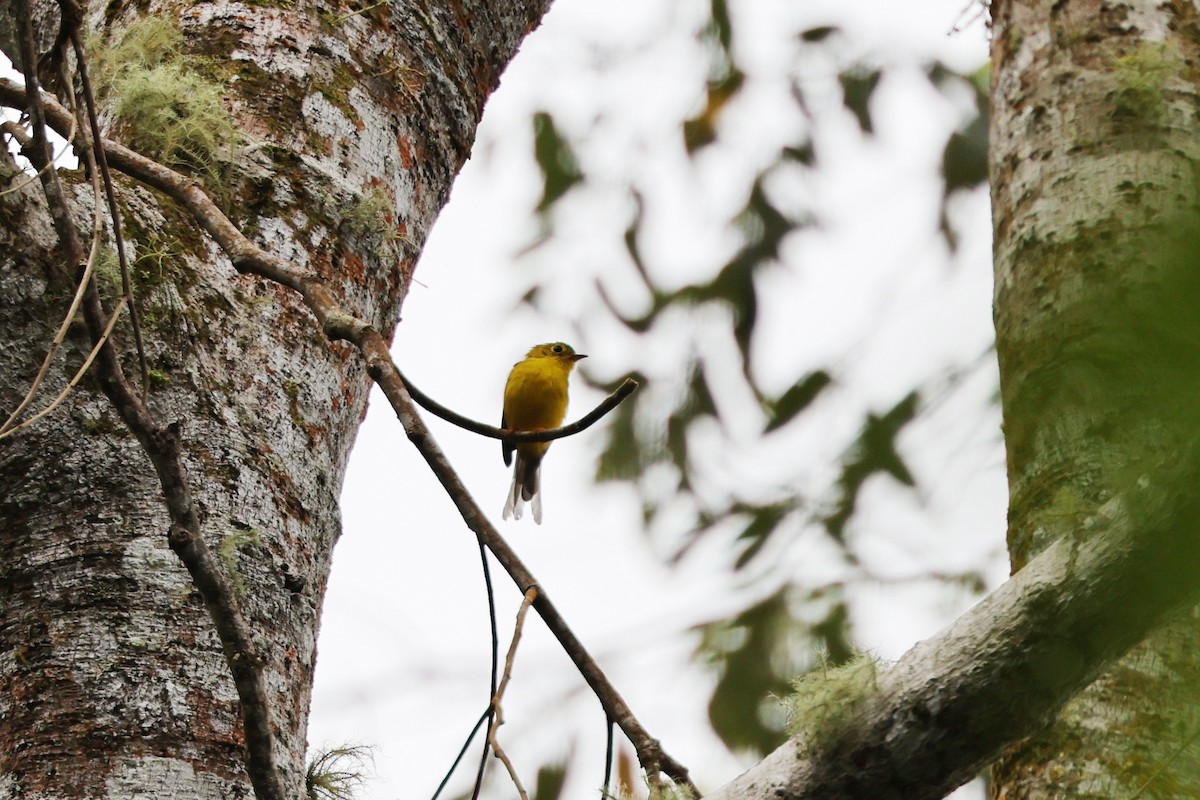 Citrine Canary-Flycatcher - ML638647208