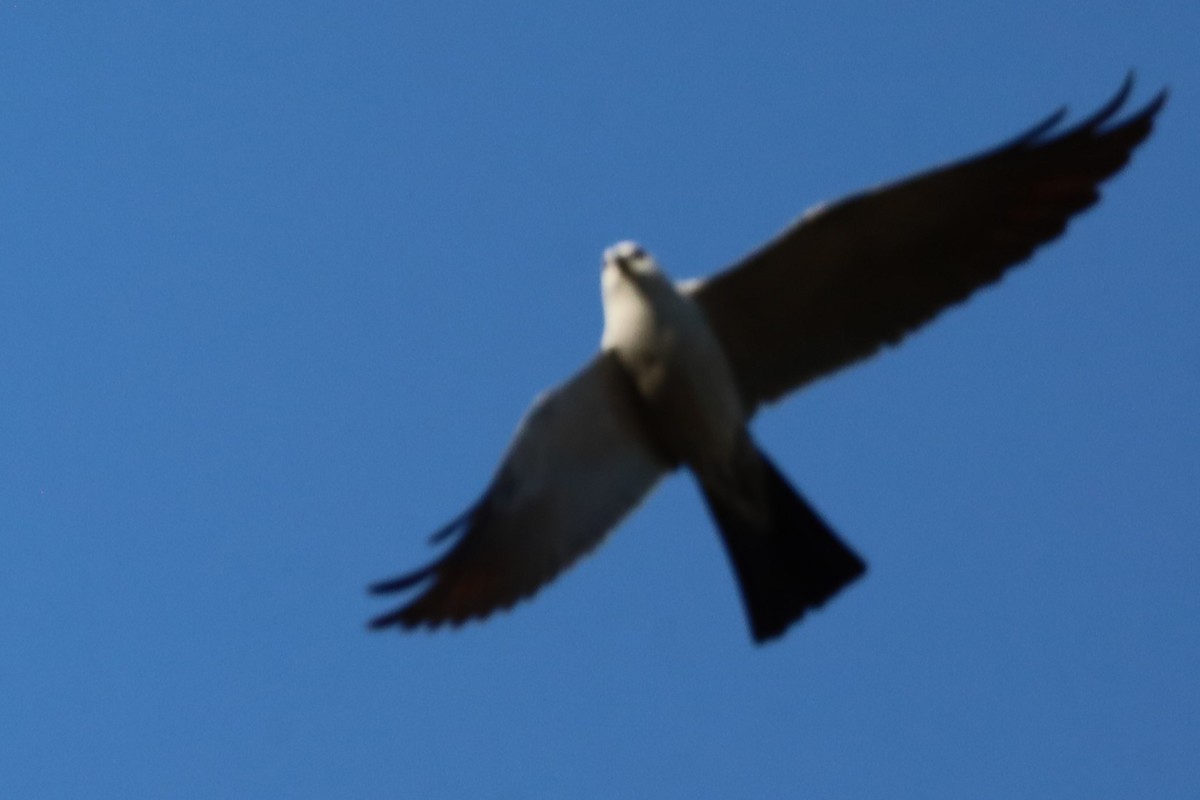 Mississippi Kite - ML638647213