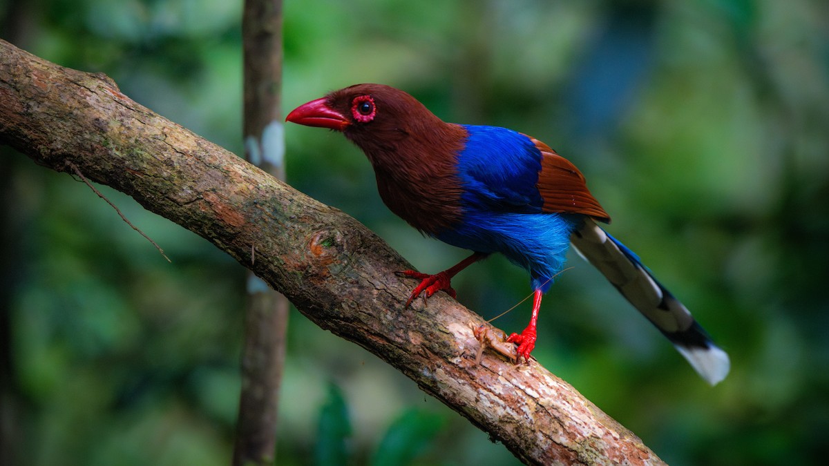 Sri Lanka Blue-Magpie - ML638647216