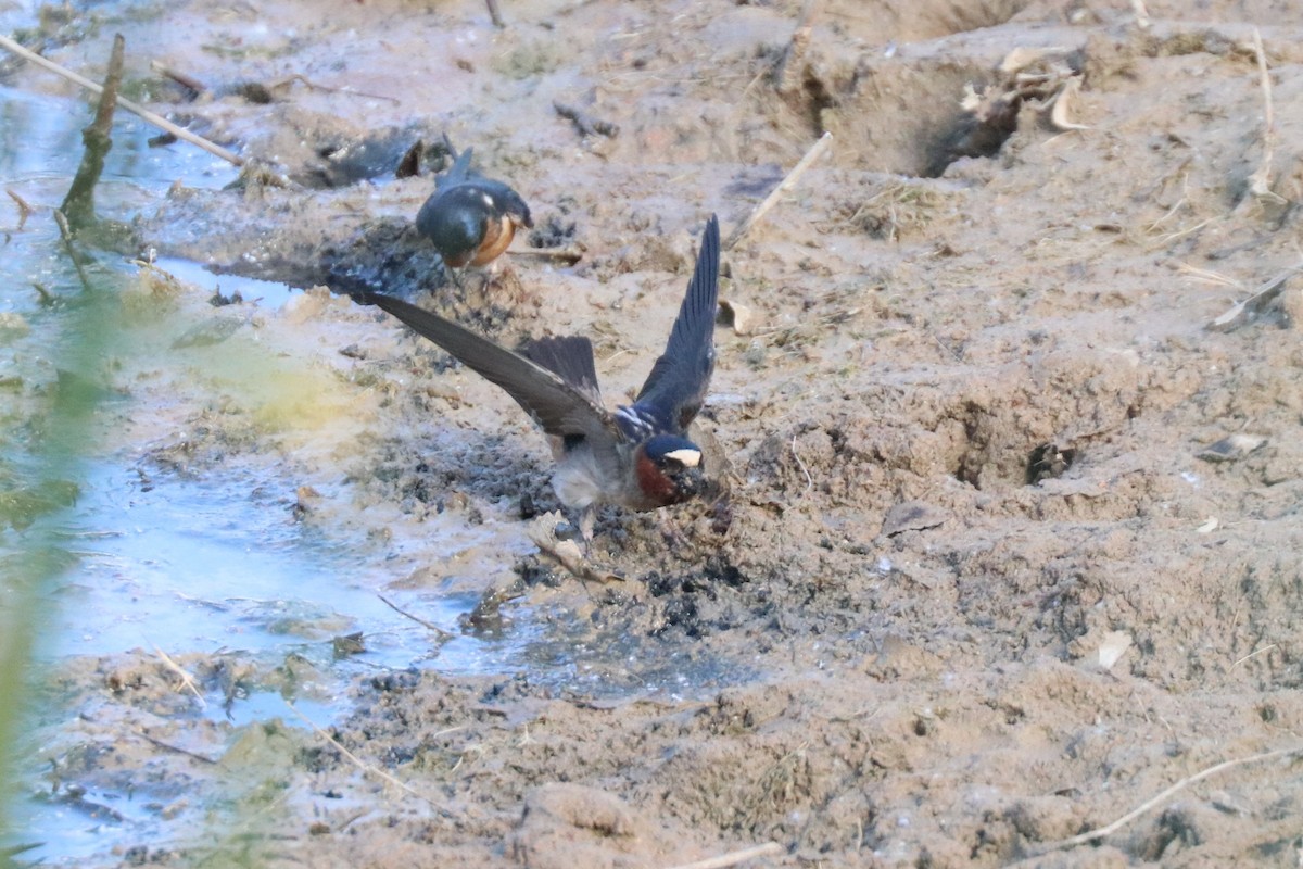 Cliff Swallow - ML638647224