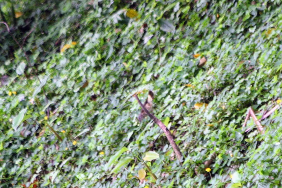 Buff-rumped Warbler - ML638647244