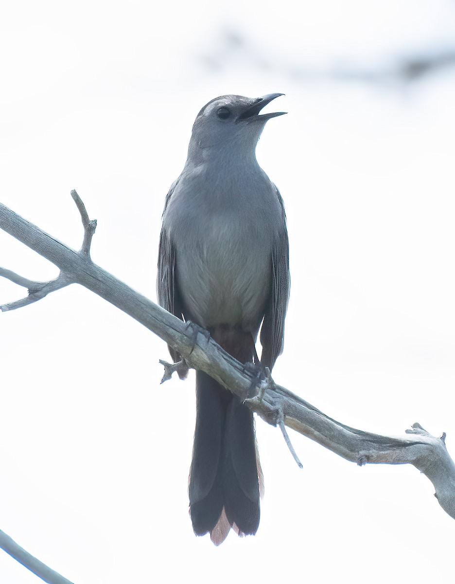 Gray Catbird - ML638647245