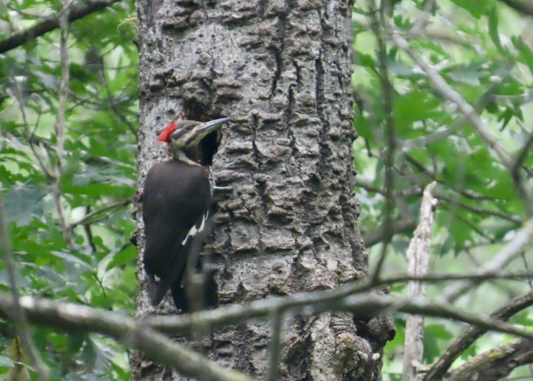 Pileated Woodpecker - ML638647263