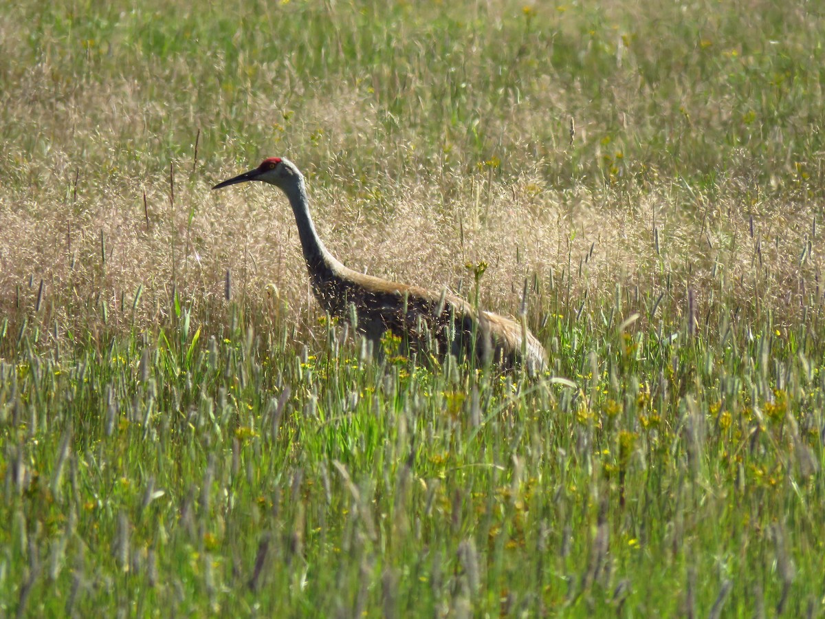 Sandhill Crane - ML638647362