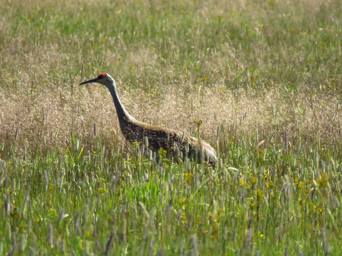 Sandhill Crane - ML638647364