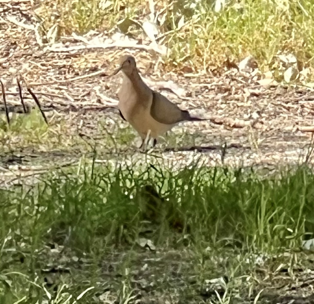 Mourning Dove - ML638647379