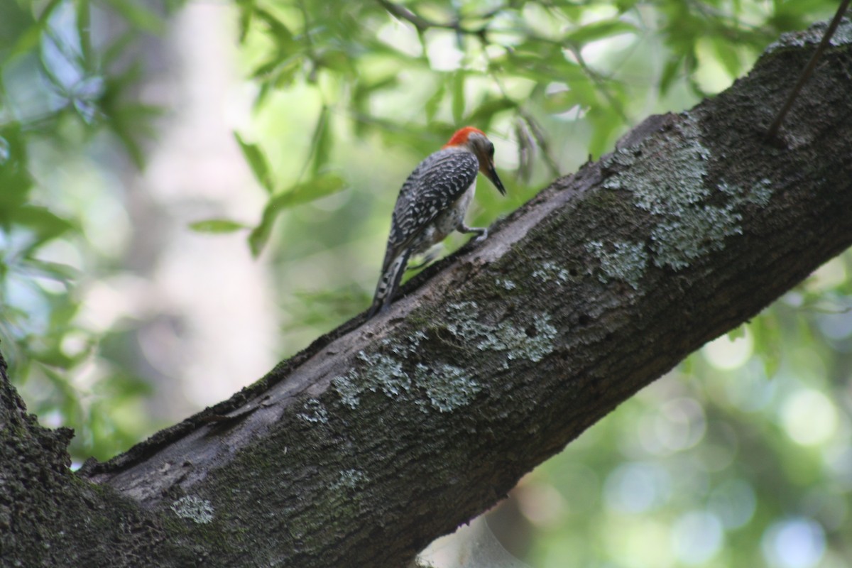 Red-bellied Woodpecker - ML638647400
