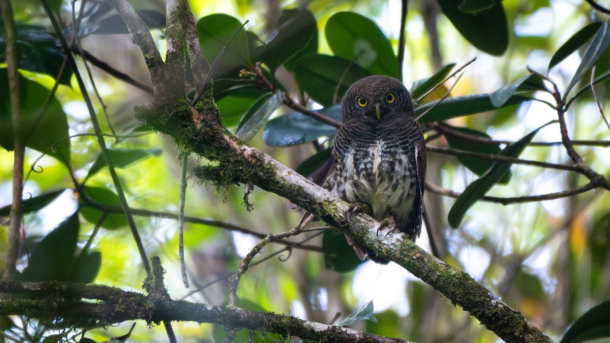 Chestnut-backed Owlet - ML638647405