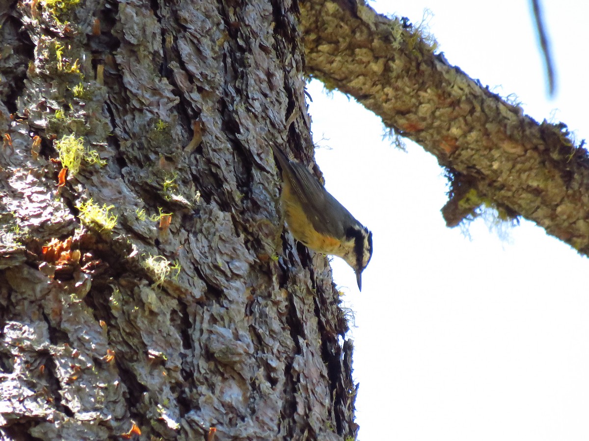 Red-breasted Nuthatch - ML638647456