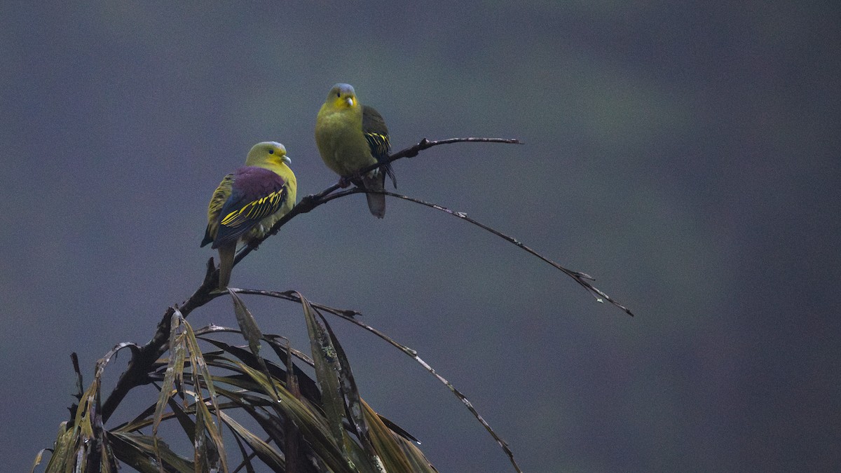Sri Lanka Green-Pigeon - ML638647461